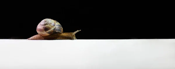 내리고 표면에 기어오르는 달팽이 — 스톡 사진