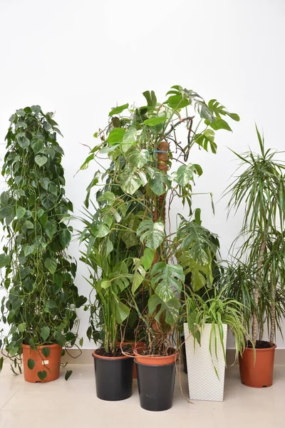 Large indoor plants stand on the floor of a tile against the background of a white wall. Potted plants on a white wall, monstera, dracaena, pandanus and Anredera