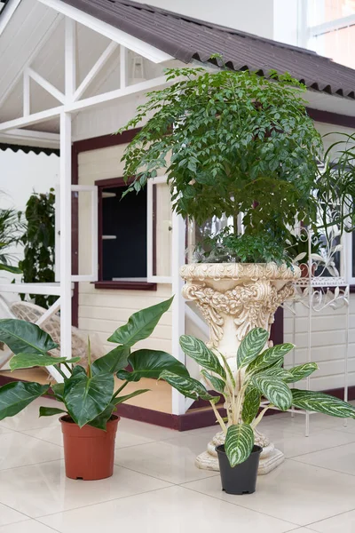 Zimmerpflanzen Stehen Drinnen Vor Dem Hintergrund Des Kinderhauses Auf Dem — Stockfoto