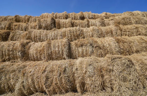 Textur Von Heuhaufen Aus Rundballen Einem Sonnigen Tag — Stockfoto