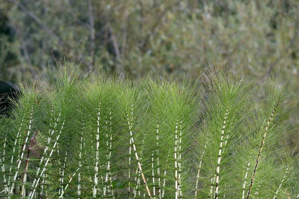 Beautiful Bright Equisetum Arvense Grows Mountainous Area Vicinity Gelendzhik — Stock Photo, Image