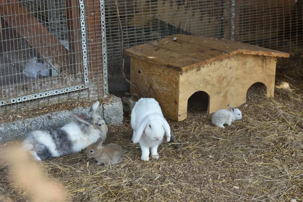 Familie Kaniner Zoologisk Have Nær Deres Hjem - Stock-foto