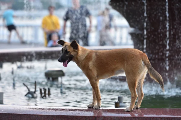 Красная Собака Гуляет Среди Людей Возле Городского Фонтана — стоковое фото