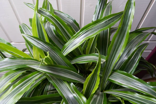 Pandanus 'un bir ev bitkisinin yaprakları beyaz duvar arka planına yakın duruyor..