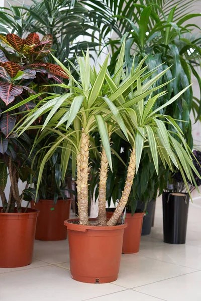 家の植物茶色の鍋にPandanusは部屋のタイルの床に立っています — ストック写真