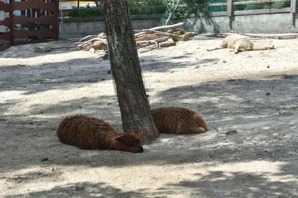 Dvě Hnědé Lamy Leží Stromu Zoo — Stock fotografie