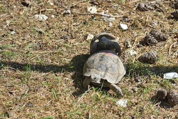 Yetişkin Kaplumbağa Hayvanat Bahçesinde Yerde Ürerler — Stok fotoğraf