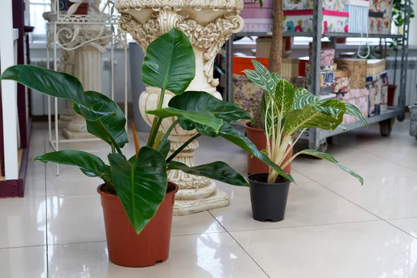 Thuisplanten Liggen Vloer Van Tegels Indoor Potplanten Vloer Calathea Bloemen — Stockfoto