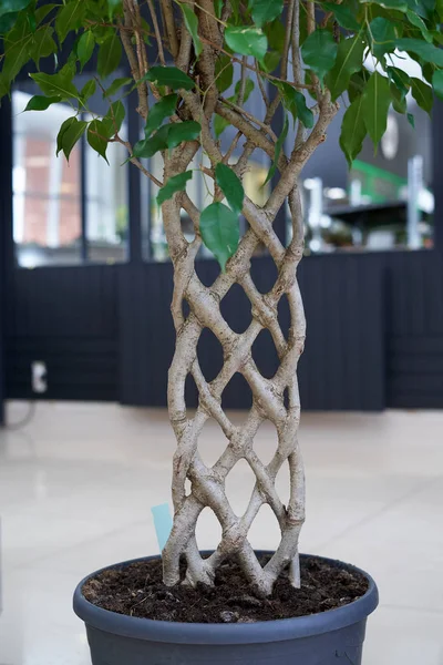 Unusual twisted trunk pigtail plant ficus, cultivation technology — Stock Image Unusual Twisted Trunk Pigtail Plant Ficus Cultivation Technology Stock Photo