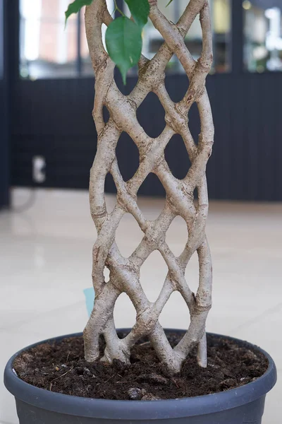 Unusual twisted trunk pigtail plant ficus, cultivation technology — Stock Image Unusual Twisted Trunk Pigtail Plant Ficus Cultivation Technology Royalty Free Stock Images