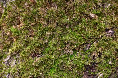 Ormandaki ağaçta taze yosun yetişir.