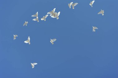 Mavi gökyüzüne karşı beyaz güvercin sürüsü.