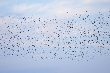 Akşamüstü mavi gökyüzünün arka planına karşı siyah renkli kuş sürüsü.