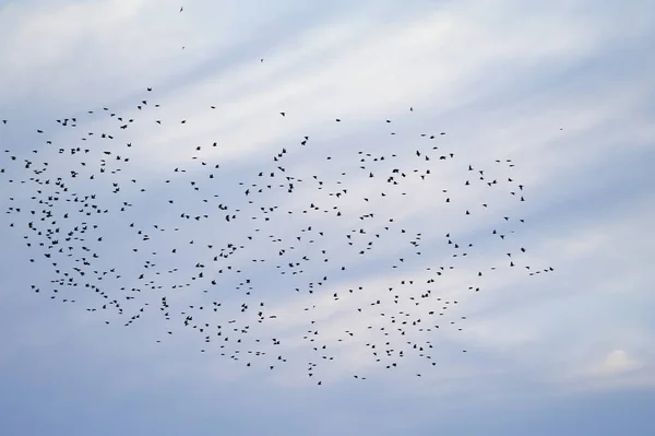 Schwarm Schwarzer Vögel Vor Dem Hintergrund Des Abendblauen Himmels — Stockfoto