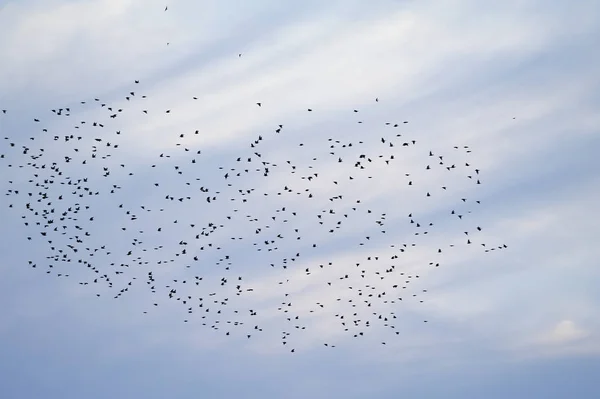 Kudde Vogels Van Zwarte Kleur Tegen Achtergrond Van Avond Blauwe — Stockfoto