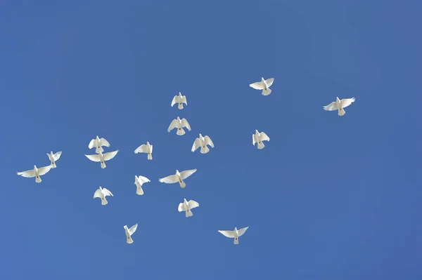 Flock Vita Duvor Mot Den Blå Himlen — Stockfoto