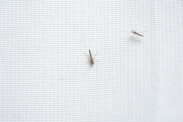 Grandes Mosquitos Sobre Fondo Blanco Cerca — Foto de Stock