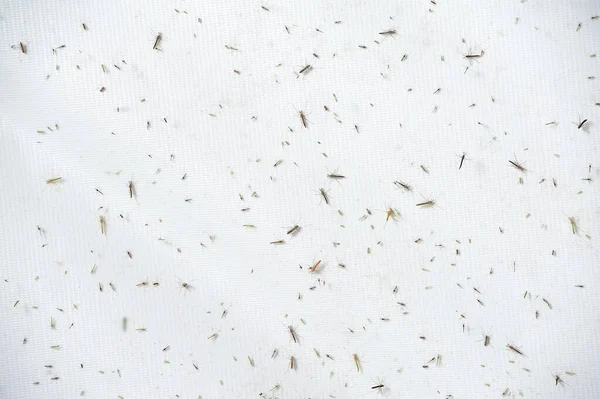 Insectos Sobre Fondo Blanco Cerca Pequeños Grandes — Foto de Stock