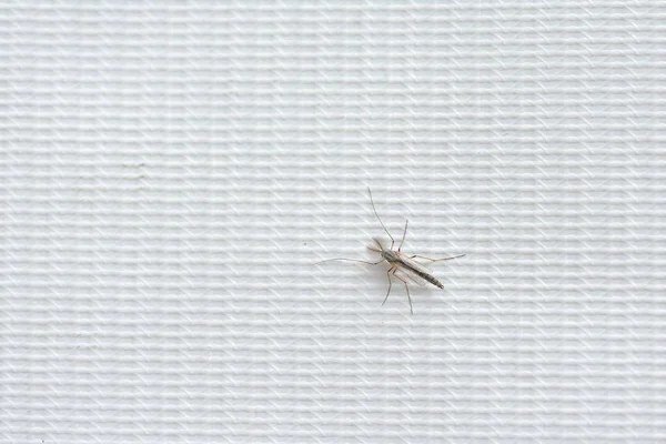 Big Mosquito White Background Closeup — Stock Photo, Image