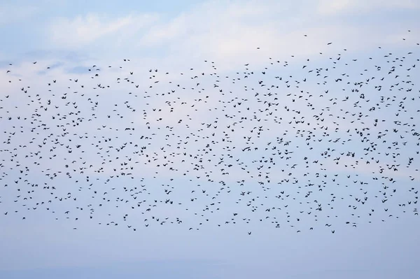 Stormo Uccelli Colore Nero Sullo Sfondo Del Cielo Blu Sera — Foto Stock