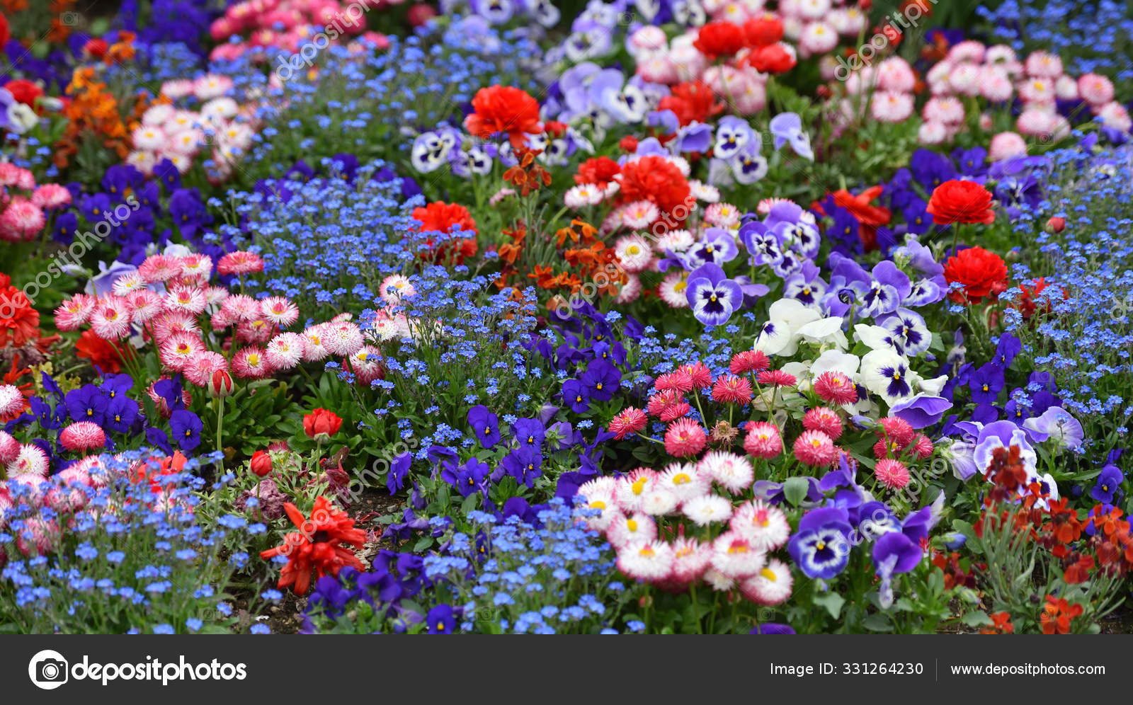 Hermoso Parterre Diferentes Tipos Flores Como Margaritas Violetas Primer  Plano: fotografía de stock © iceberg_dp #331264230 | Depositphotos