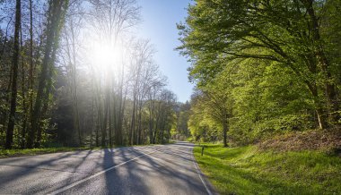 Schwarzwald ormanındaki ağaçlar, güneş ve mavi gökyüzü arasında uzanan güzel bir bahar manzarası.