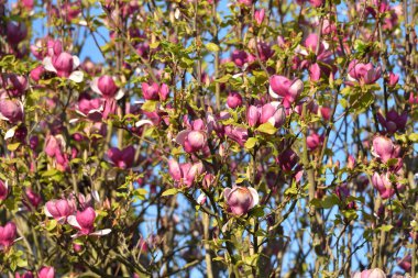 Mavi gökyüzüne karşı bir ağacın dallarında pembe manolya çiçekleri.
