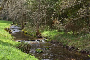 Almanya 'nın Schwarzwald ormanında taşları ve bitkileri olan temiz dağ nehri ve taze bahar otları