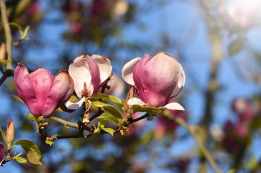 Pembe manolya çiçekleri, mavi gökyüzünün arka planında.