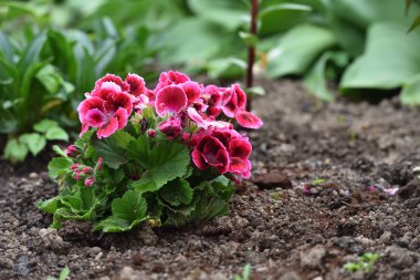 Genç ve taze pelargonium çalıları, ev bahçesinde yetişir.