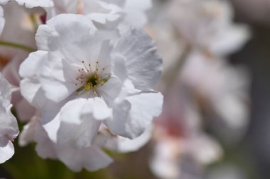Tatlı kirazlı güzel ve büyük çiçekler yakın plan