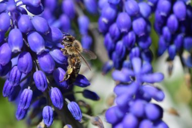 Yakın plan arı mavi muscari çiçeklerinde nektar yer, makro fotoğrafçılık bal arısı.