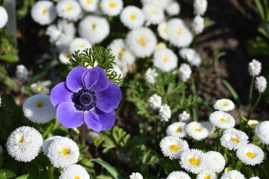 Güneşli bir günde beyaz papatyaların arka planında Violet Anemone çiçeği