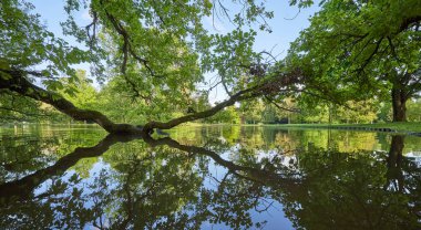 Uzun ve büyük ağaç dalları göletin üzerinde asılı duruyor ve suya yansıyor, Avrupa 'daki şatoya ve Park' ına.