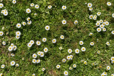 Çimenleri ve beyaz papatya çiçekleri olan güzel yeşil tarla