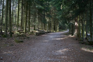 Avrupa ormanlarında yürümek ya da bisiklet sürmek için ağaçların arasındaki patika.