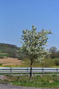 Yol kenarında çiçek açan bir kiraz ağacı yetişiyor.