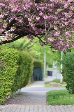 Pembe Japon kirazı Sakura kaldırımda yetişiyor.