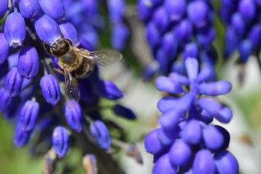 Yakın plan arı mavi muscari çiçeklerinde nektar yer, makro fotoğrafçılık bal arısı.