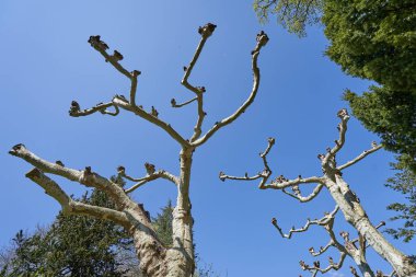 Avrupa 'da güzel bir platanus ağacının alışılmadık ve kıvrımlı dalları mavi ve parlak bir gökyüzüne karşı