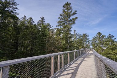 Ormanda yüksek irtifada bir köprü şeklinde ahşap ve metal örgüden yapılmış dar yaya geçidi. Avrupa ormanlarında tahta köprü