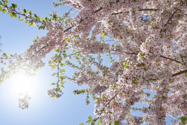 Mavi açık gökyüzünün arka planında güzel çiçek açan kiraz dalları. Kalın ve yoğun sakura çiçeği