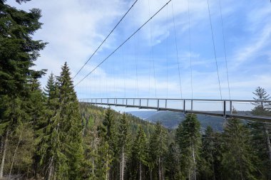 Almanya 'da kozalaklı bir ormanın üzerinde asılı demir köprüsü olan güzel bir manzara.