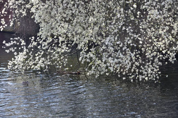 Spring Flowering Tree Branch Water River — 스톡 사진