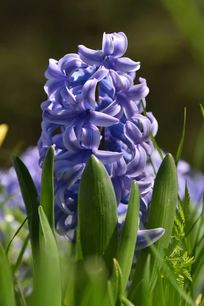 Flor Jacinto Violeta Jacinto Jardín Primavera Cerca — Foto de Stock