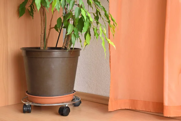 Close Pot Ficus Flower Special Stand Wheels Easy Movement — 스톡 사진