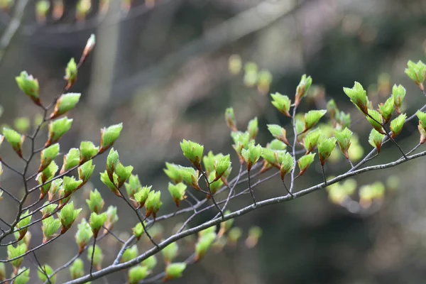 Junge Und Zarte Blätter Blühen Frühling Auf Einem Ast Nahaufnahme — Stockfoto