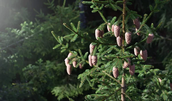 Beautiful Fresh Fir Cones Spruce Branches Closeup — 스톡 사진