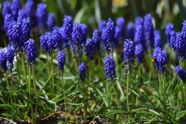 Hermosas Frescas Flores Muscari Primer Plano Jardín Casero Primavera — Foto de Stock