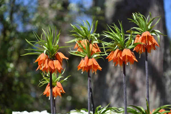 Bonita Planta Fritillaria Imperiais Vermelho Fundo Jardim Primavera — Fotografia de Stock